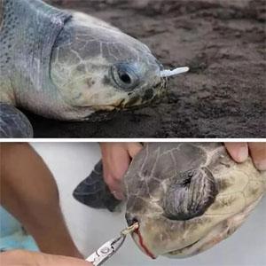 Los bolsos cortados con tintas abonablees biodegradables OXOS plásticos amistosos del almidón de maíz de la mandioca de Eco D2W EPI el 100% venden al por mayor 2