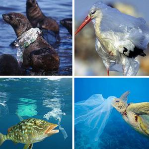 bolsos de rollos plásticos biodegradables y abonablees por encargo de la basura, bolso que se puede volver a sellar del hospital abonable 0