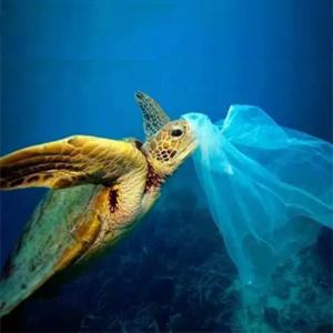 Los bolsos abonablees respetuosos del medio ambiente de encargo baratos promocionales de los residuos orgánicos, comida biodegradable abonable amistosa de Eco empaquetan con 1