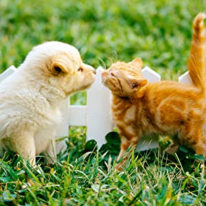 El bolso de la basura del animal doméstico del bolso del impulso del perro del dispensador del bolso del impulso del perro, limpieza al aire libre del perro del bolso inútil del animal doméstico empaqueta bolsos biodegradables del impulso 6