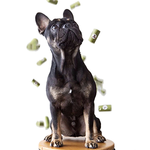 Unscented, impulso hermético, Tierra-amistoso del bolso de la basura del perro empaqueta el bolso biodegradable al por mayor impreso aduana del impulso del perro casero 0