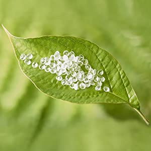 Anuncios publicitarios del ESTIÉRCOL VEGETAL que envían el bolso de los sobres, paquete para la entrega, bolso biodegradable del correo de la seguridad del correo 0