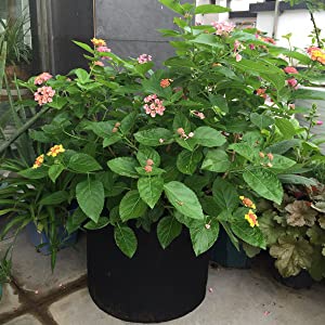 300G resistente espesó los potes no tejidos de la tela de la planta que la correa maneja galones bolsos/6-Packs de la planta de jardín 5 crece los bolsos/Aerati 1