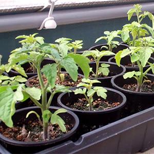 Verdura hidropónica creciente comercial del invernadero de los sistemas de Aquaponics del hidrocultivo de la planta de la cesta interior agrícola de la red 3