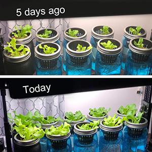 Verdura hidropónica creciente comercial del invernadero de los sistemas de Aquaponics del hidrocultivo de la planta de la cesta interior agrícola de la red 4