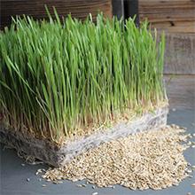 Hierba de Rye y semillas del centeno que crecen fuera de las bandejas crecientes plásticas