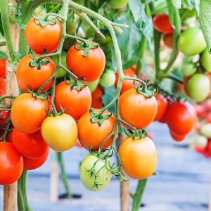 Tela que cultiva un huerto modificada para requisitos particulares Rolls, control de malas hierbas, respetuoso del medio ambiente, cama de flor, pajote, pavimentadoras, ribete, participaciones del grado del jardín 17