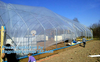 invernadero de la agricultura de la película plástica, película plástica anti-ultravioleta polivinílica del invernadero de 6 milipulgadas, resistente ULTRAVIOLETA antiniebla, seta, TOMATE PAC